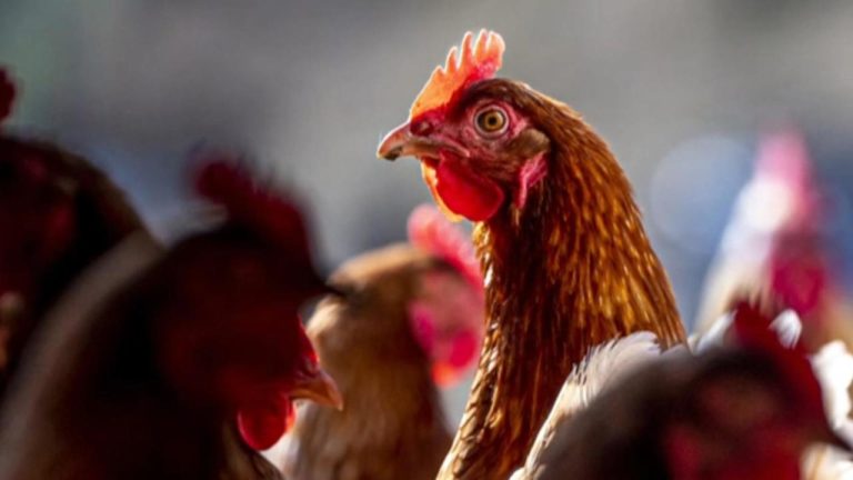 CDC Mobilizes to Colorado for New H5 Bird Flu Cases Linked to Poultry Outbreak