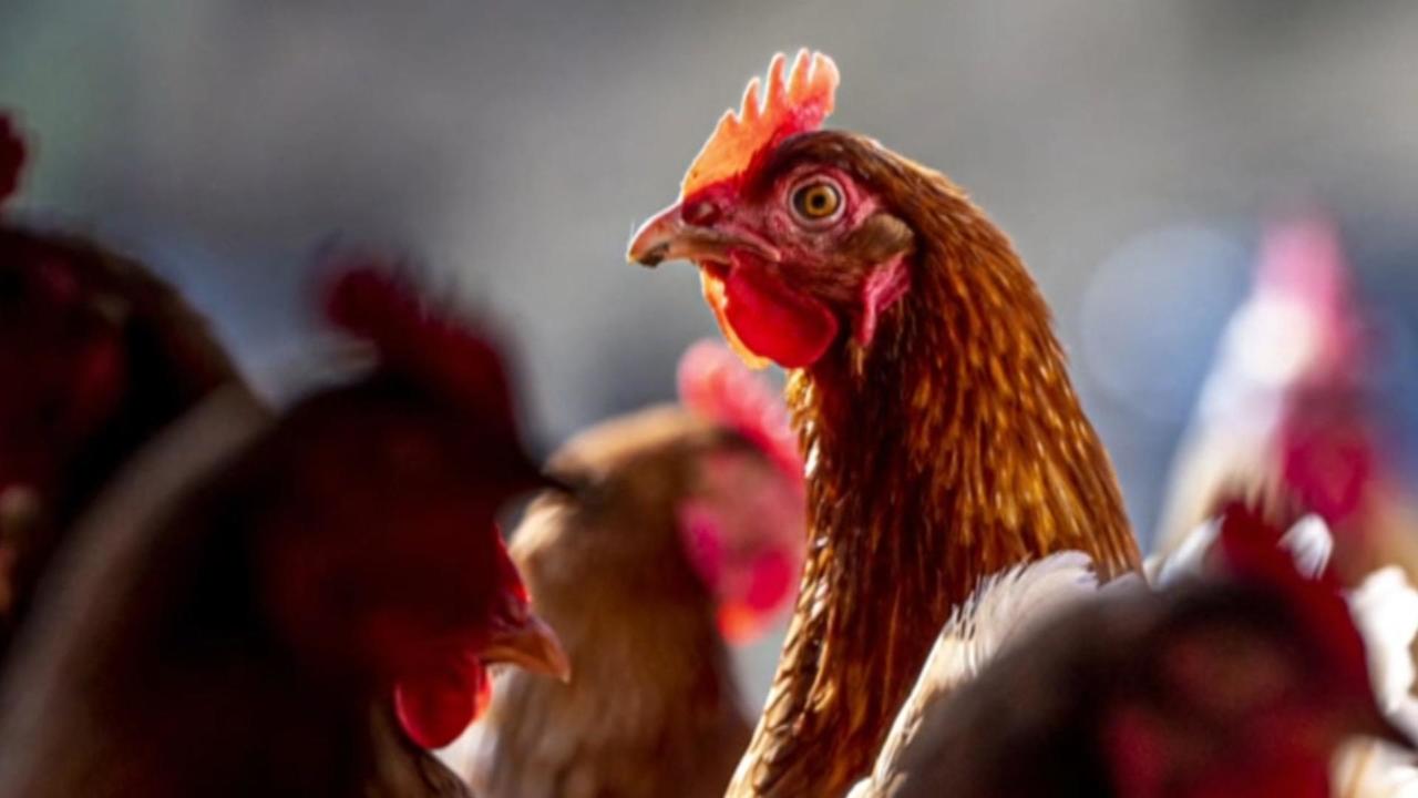 CDC Mobilizes to Colorado for New H5 Bird Flu Cases Linked to Poultry Outbreak