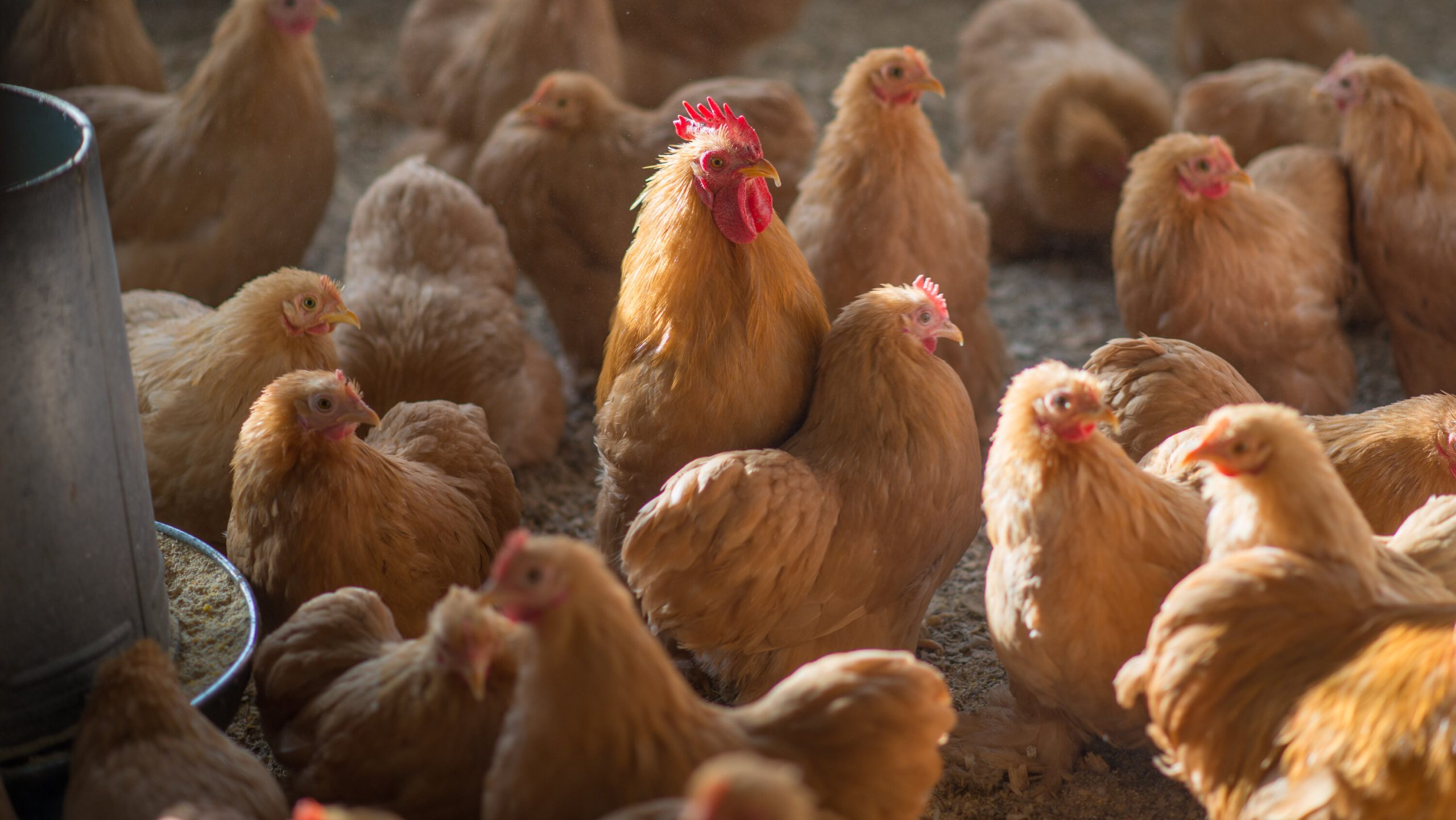 CDC Mobilizes to Colorado for New H5 Bird Flu Cases Linked to Poultry Outbreak