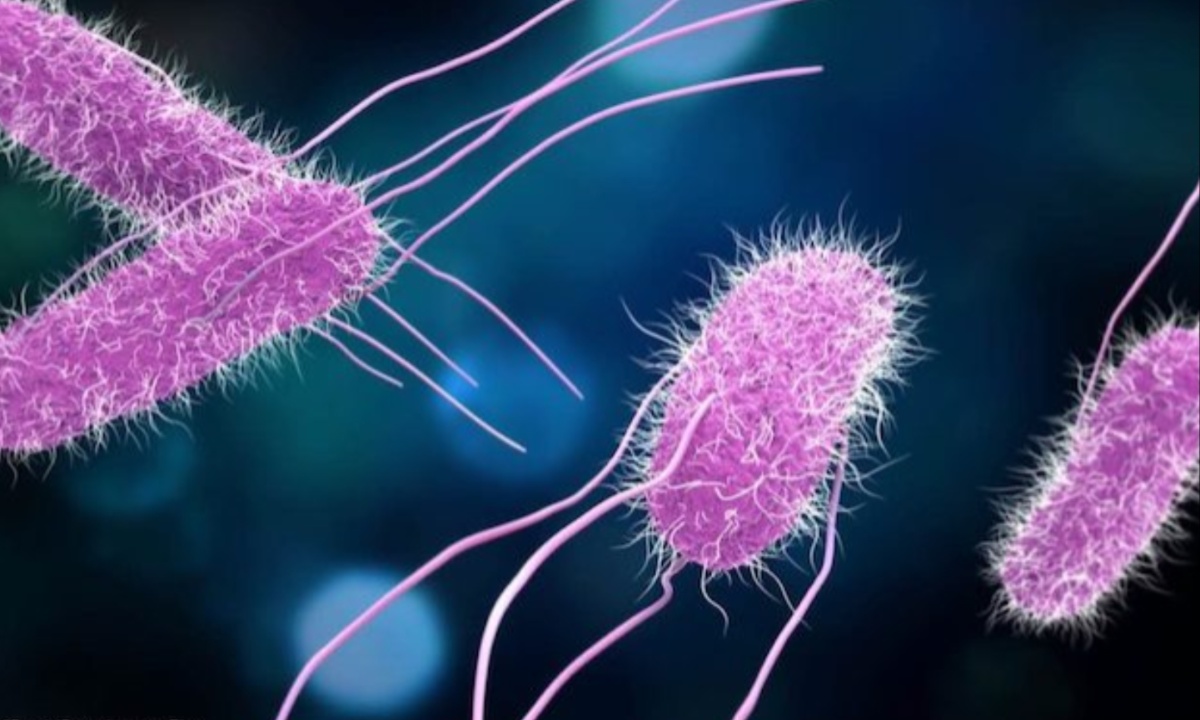 FDA Investigates New Salmonella Irumu Outbreak with 26 Confirmed Cases