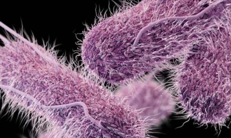 FDA Investigates New Salmonella Irumu Outbreak with 26 Confirmed Cases