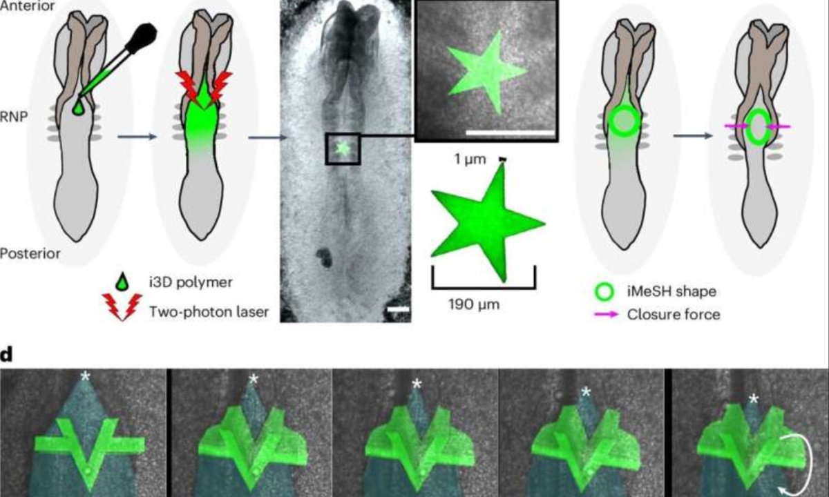 Pioneering Mechanical Force Sensors Illuminate Embryonic Development and Birth Defect Prevention