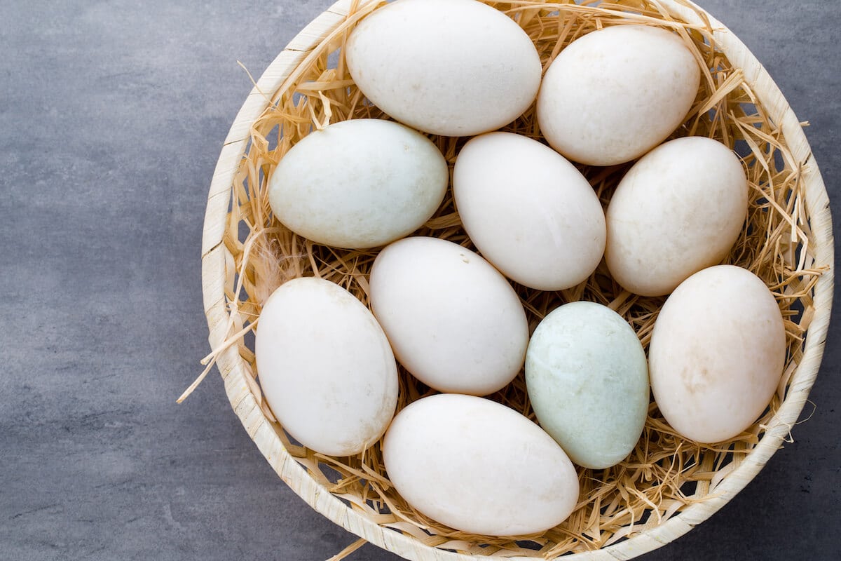 Salmonella Infections in Ireland Linked to Undercooked Duck Eggs Prompt Health Warning