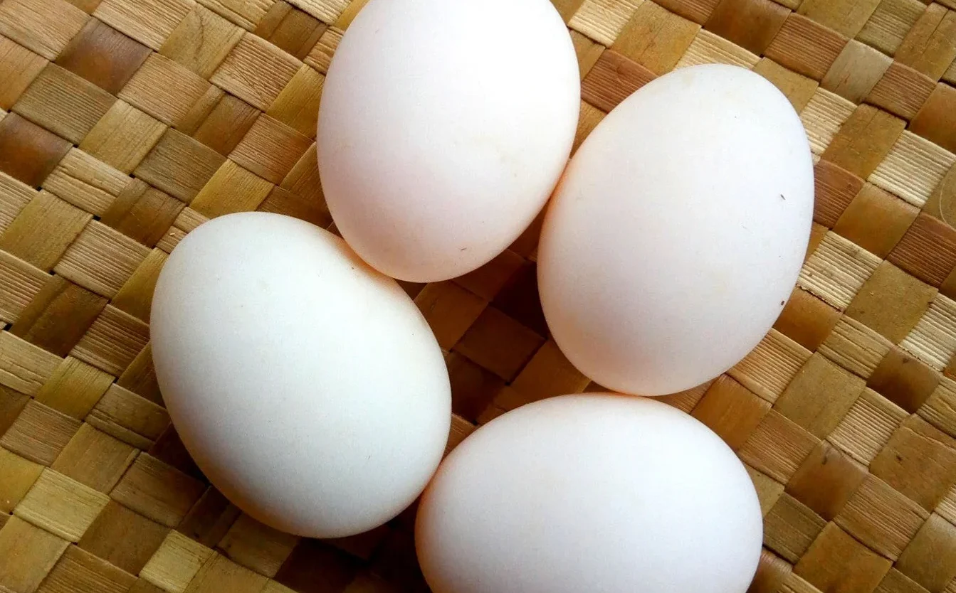 Salmonella Infections in Ireland Linked to Undercooked Duck Eggs Prompt Health Warning