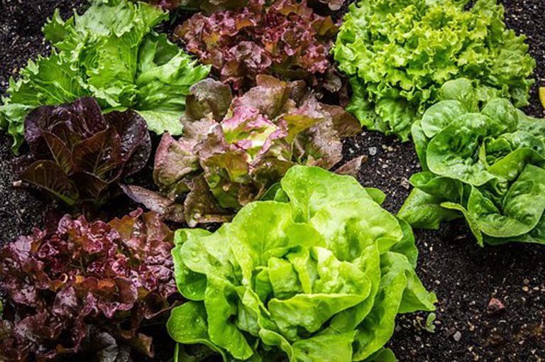 Study Finds Lettuce Leaf as Effective as Dock Leaf for Nettle Sting Relief