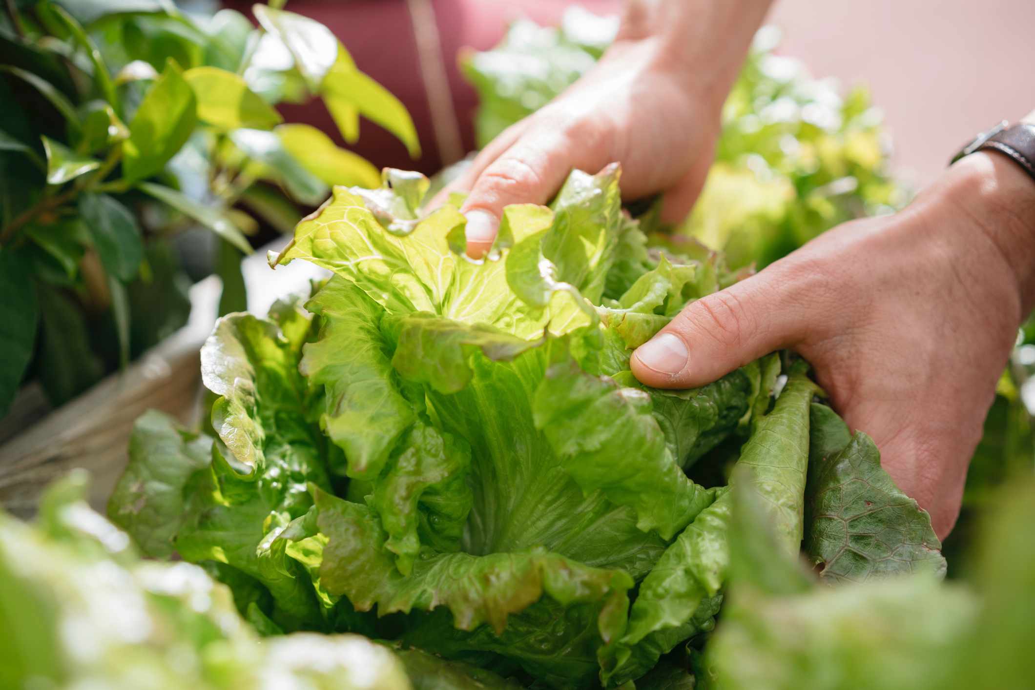 Study Finds Lettuce Leaf as Effective as Dock Leaf for Nettle Sting Relief