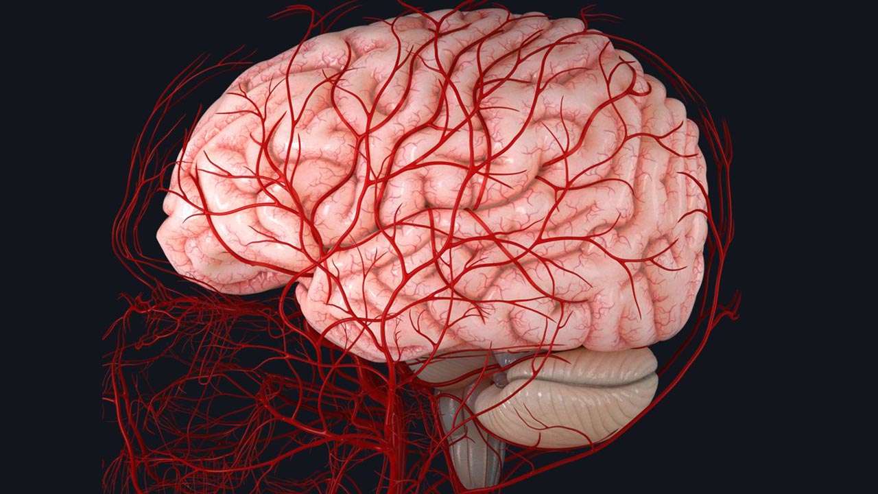 Study Links Vascular Health to Brain Health, Highlights Early Detection in Neurodegenerative Disorders