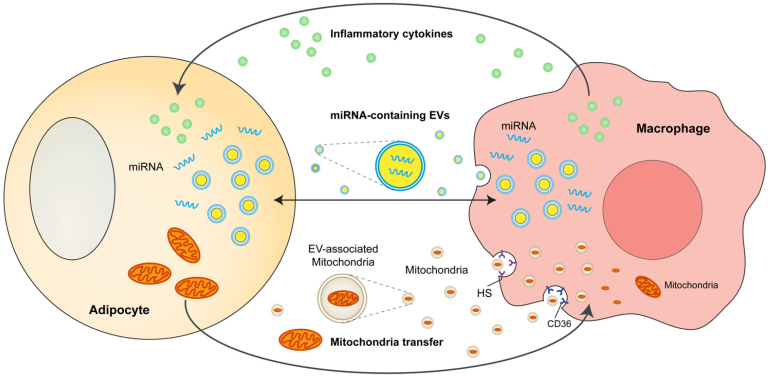 TBC1D1, Rab8a, and Macrophage ROS in Obesity-Related Metabolic Disorders