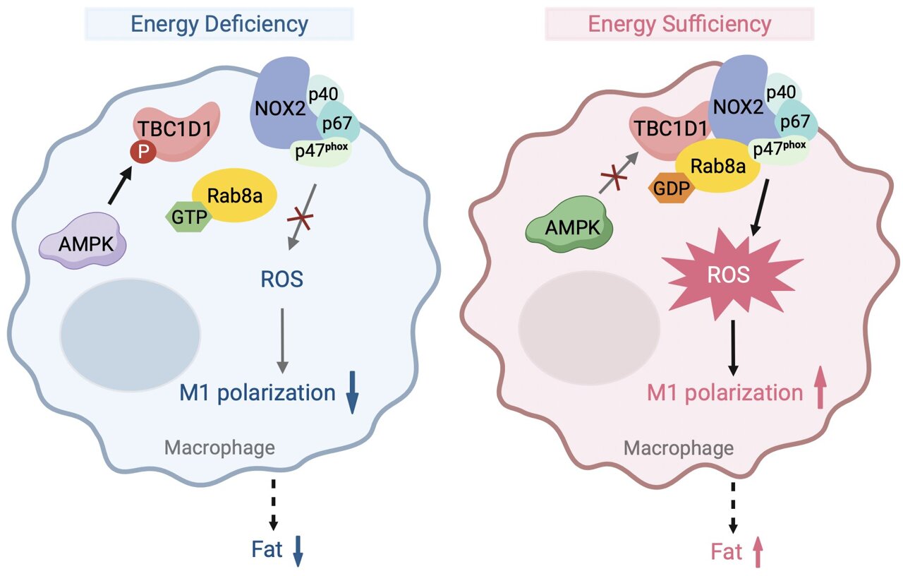 TBC1D1, Rab8a, and Macrophage ROS in Obesity-Related Metabolic Disorders