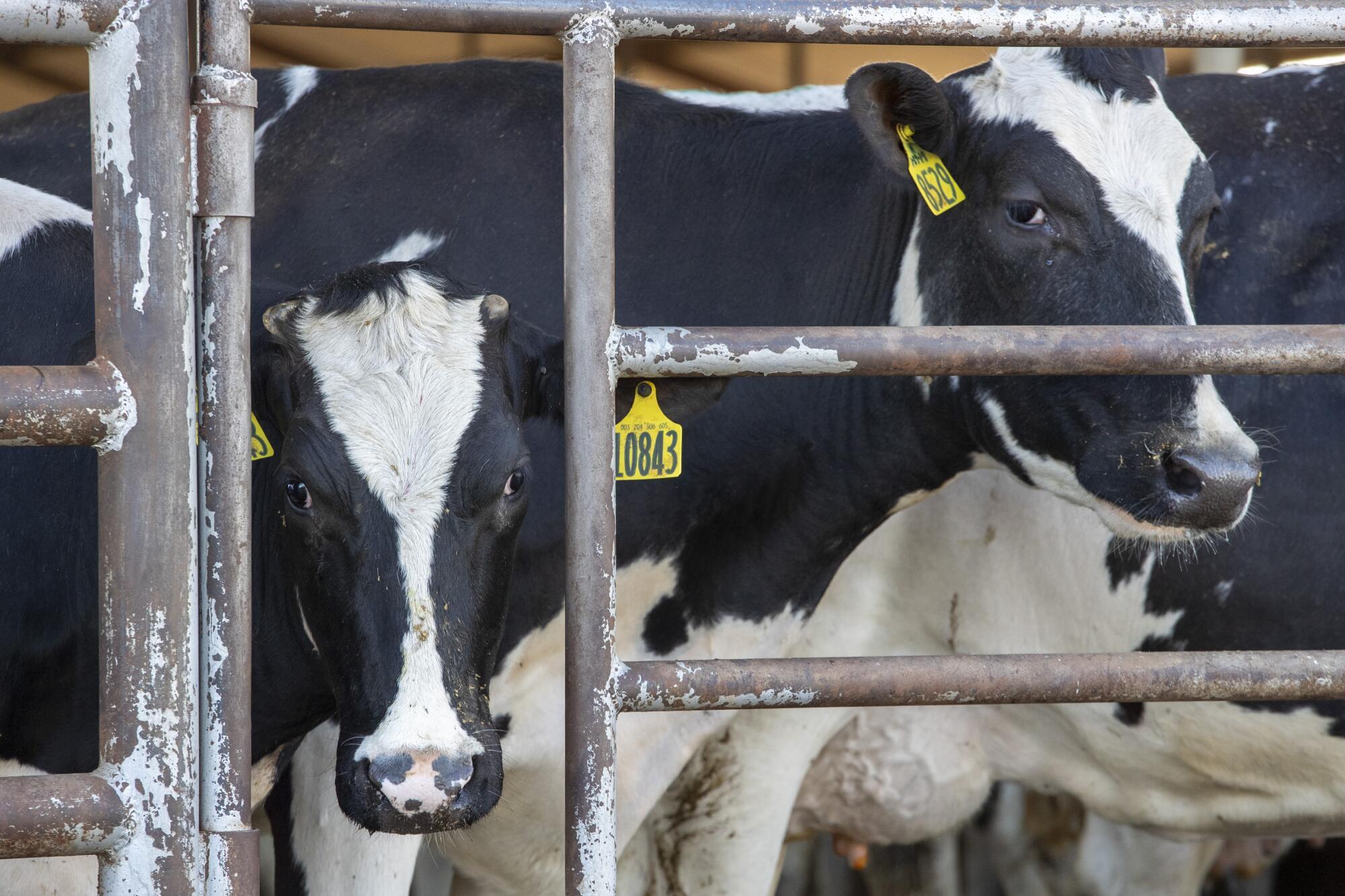 Bird Flu Detected in California Dairy Cows, Affecting 14th State and Raising Public Health Concerns