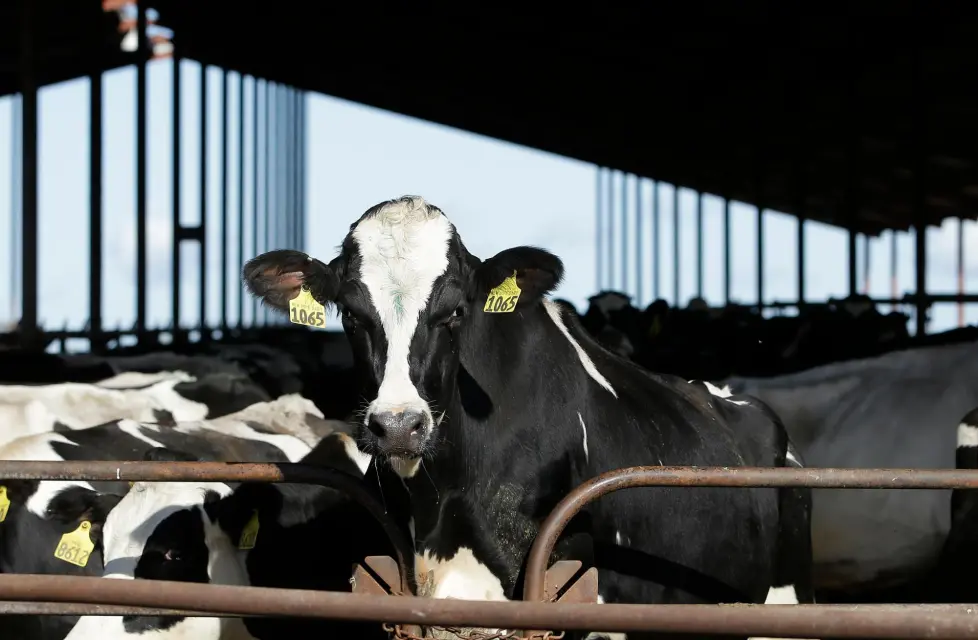 Bird Flu Detected in California Dairy Cows, Affecting 14th State and Raising Public Health Concerns