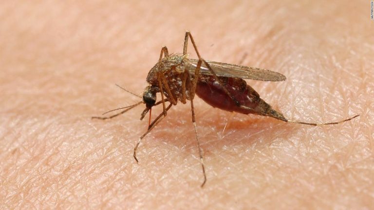 Massachusetts Enacts Dusk-to-Dawn Closures as Deadly Mosquito-Borne Virus Emerges