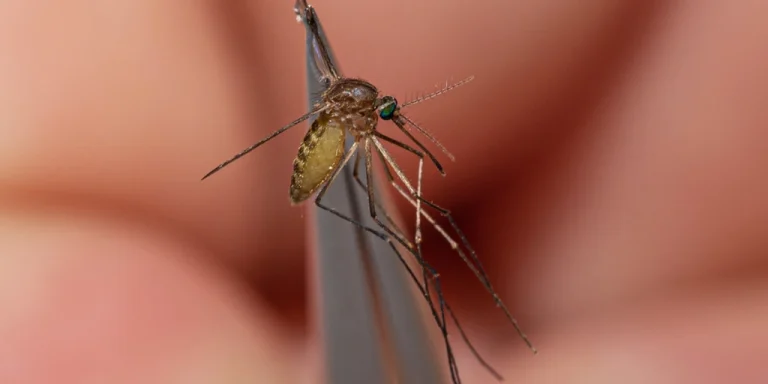 Massachusetts Town Faces Backlash Over Curfew Aimed at Controlling Mosquito-Borne Eastern Equine Encephalitis