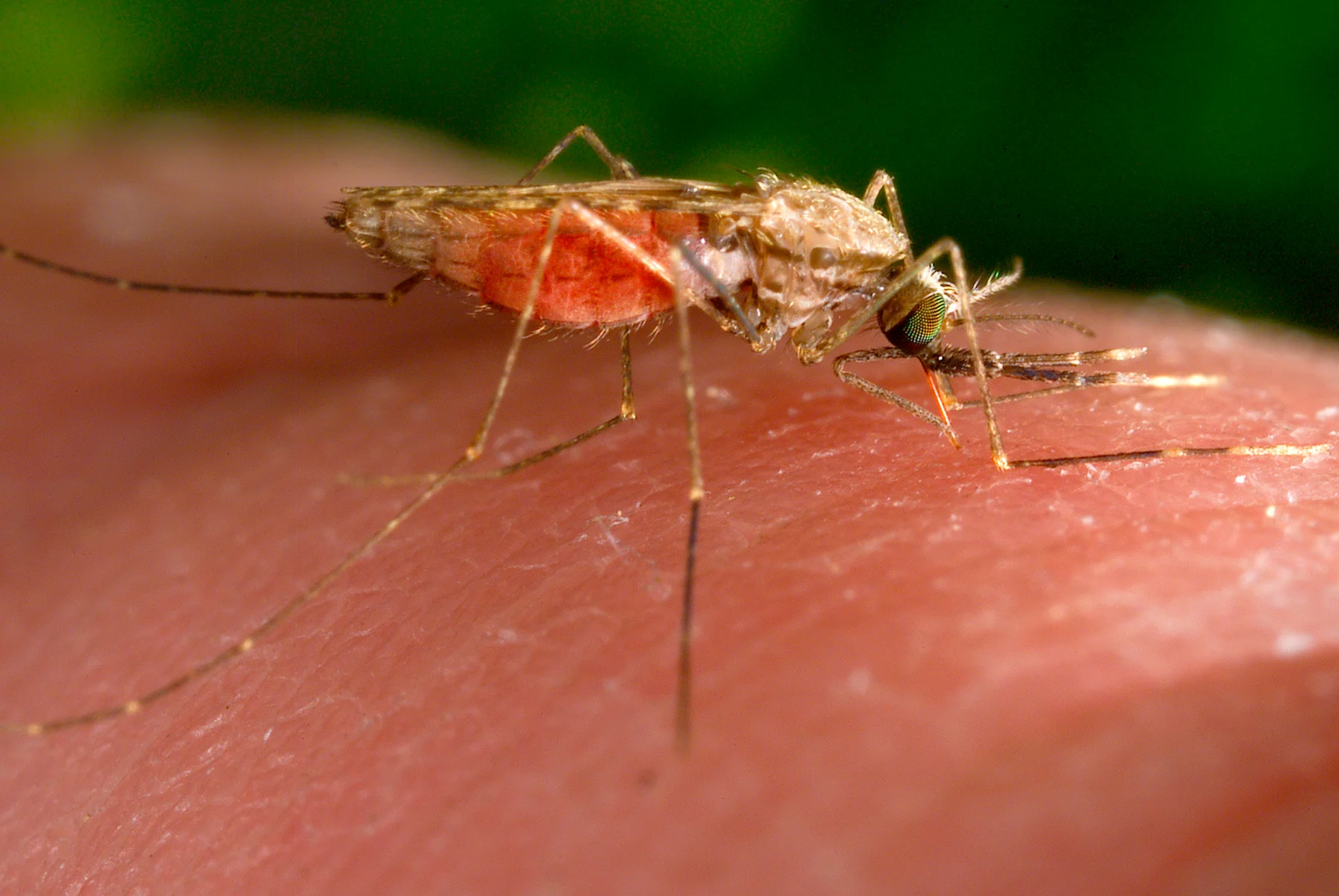 Massachusetts Town Urges Caution Amid Critical Eastern Equine Encephalitis Outbreak