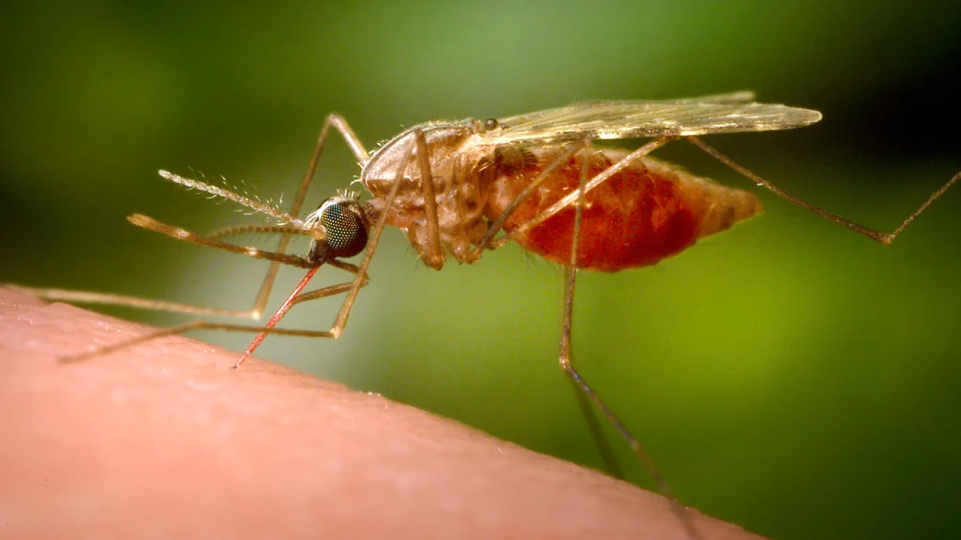 Massachusetts Warns of Elevated EEE Virus Risk as Towns Increase Mosquito Control Efforts