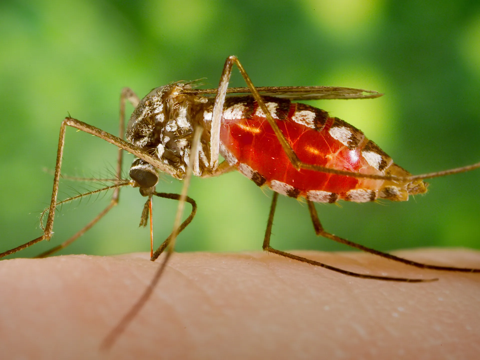 Massachusetts Warns of Elevated EEE Virus Risk as Towns Increase Mosquito Control Efforts