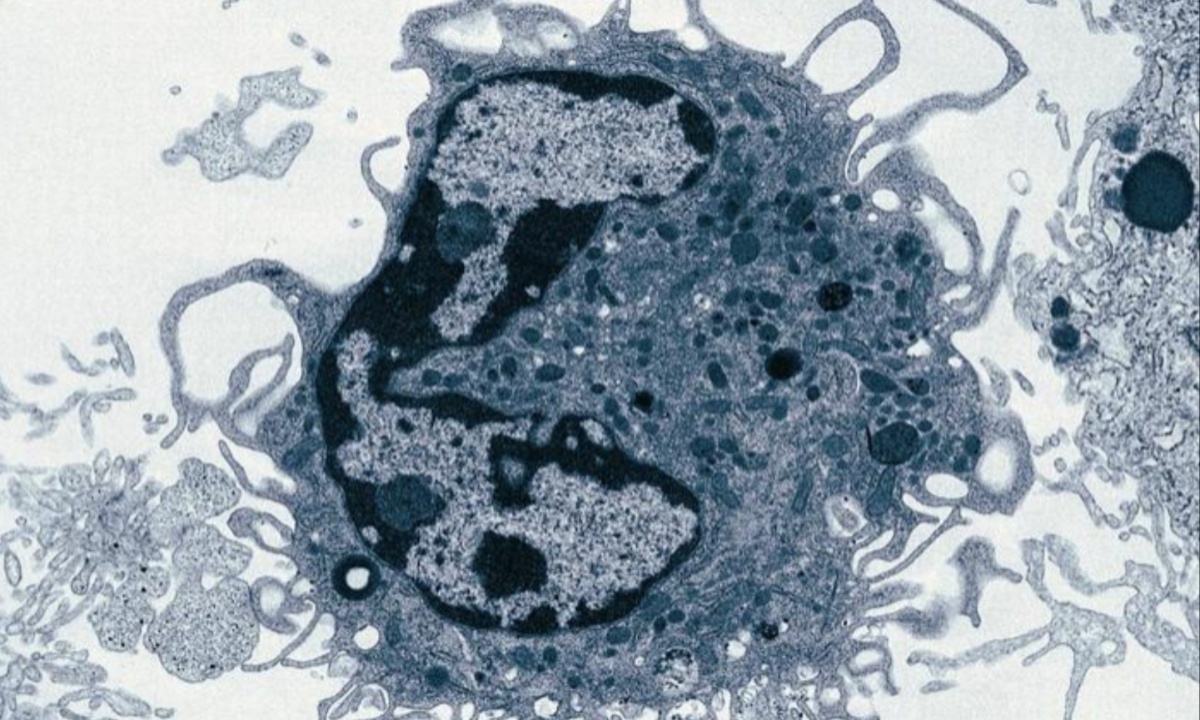 New Macrophage Type Identified in Lung Repair After Viral Injury by University of Liège Researchers