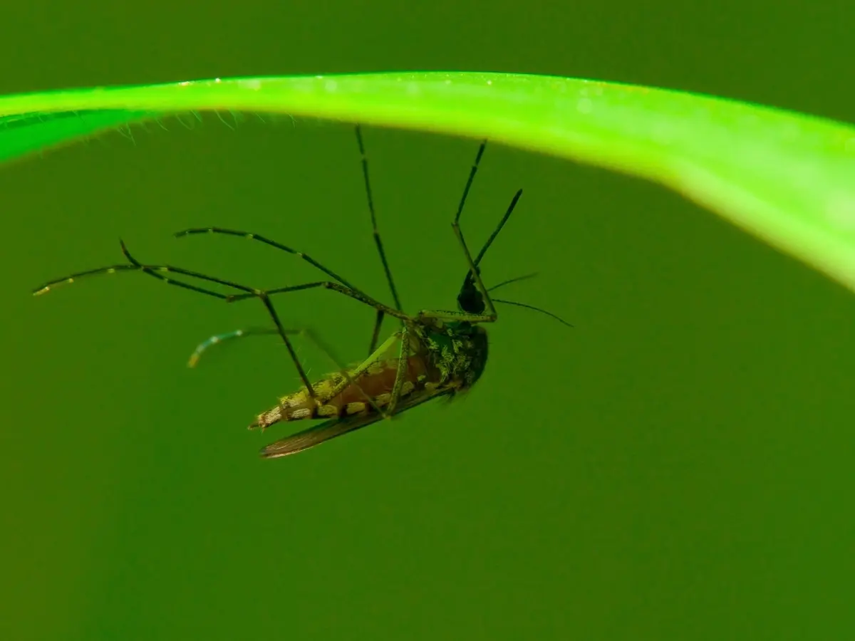 New York's First West Nile Virus Case of the Year Found at Fire Island's Watch Hill Beach.