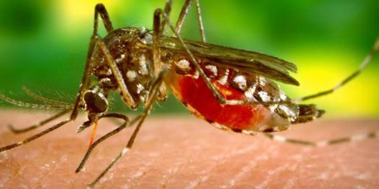 Rising Mosquito-Borne Illnesses Highlight Need for Proven Protection Methods in the U.S