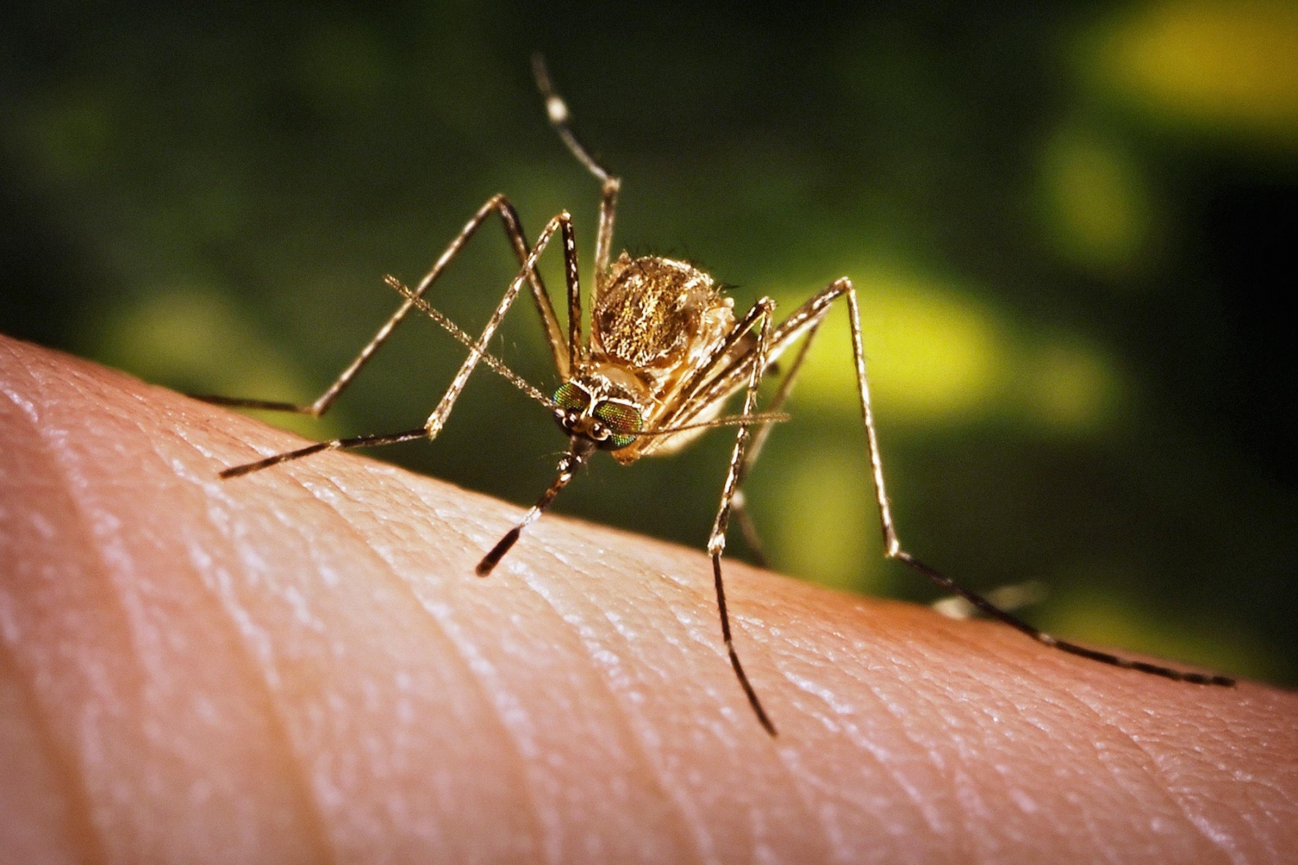 Rising Mosquito-Borne Illnesses Highlight Need for Proven Protection Methods in the U.S