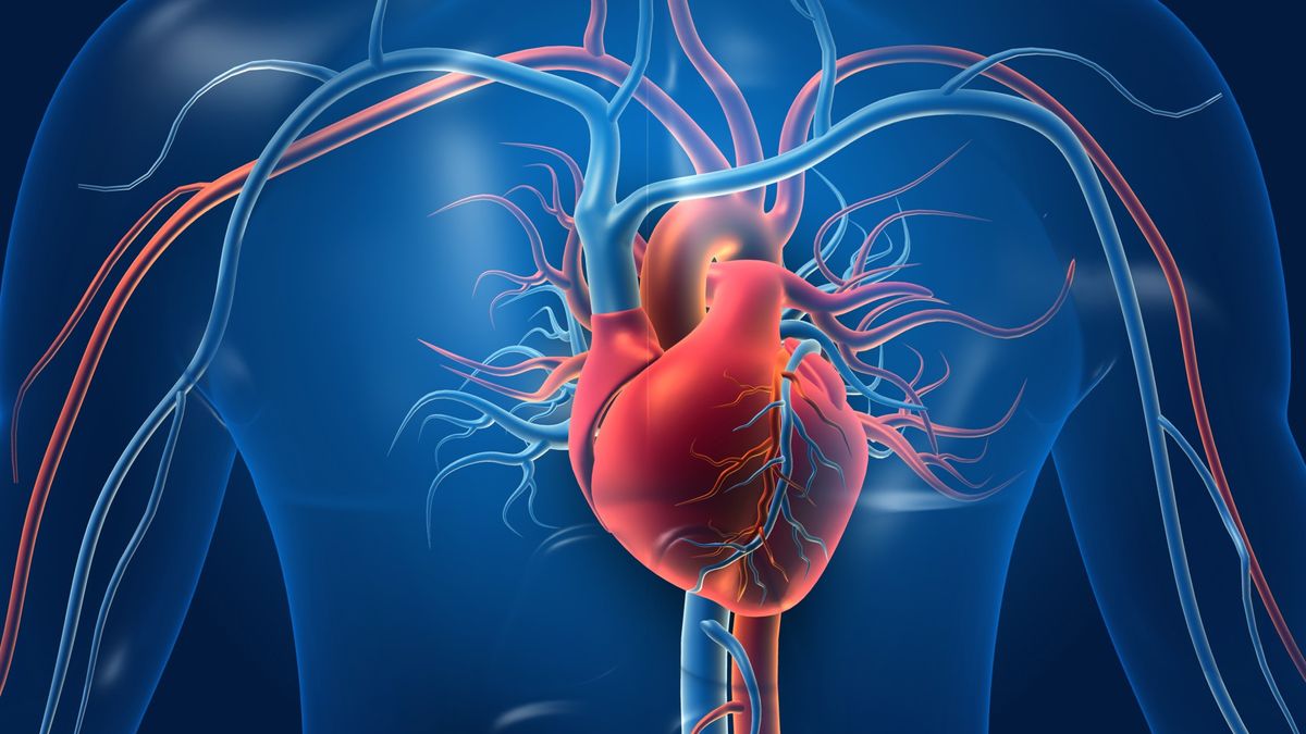 Study Links Gut Microbiome Byproduct to Increased Heart Failure Risk