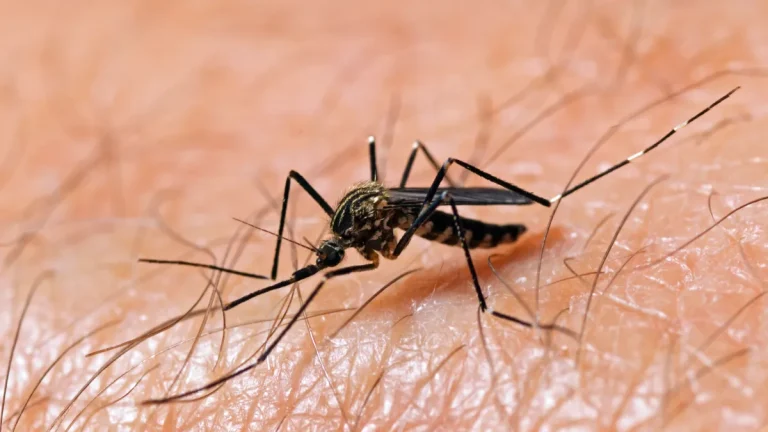 Two Deaths from West Nile Virus in New Jersey Raise U.S. Fatality Total to Five