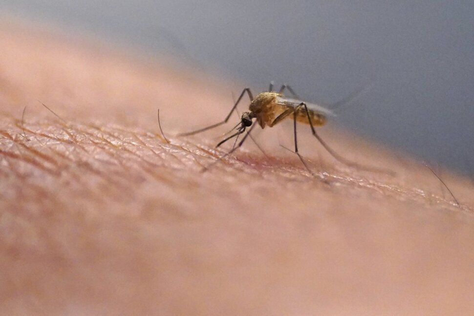 Two Deaths from West Nile Virus in New Jersey Raise U.S. Fatality Total to Five