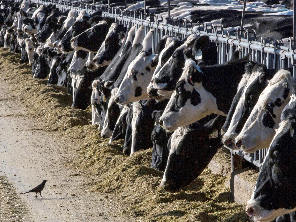 US Intensifies Bird Flu Monitoring in Dairy Industry to Prevent Food Supply Risks