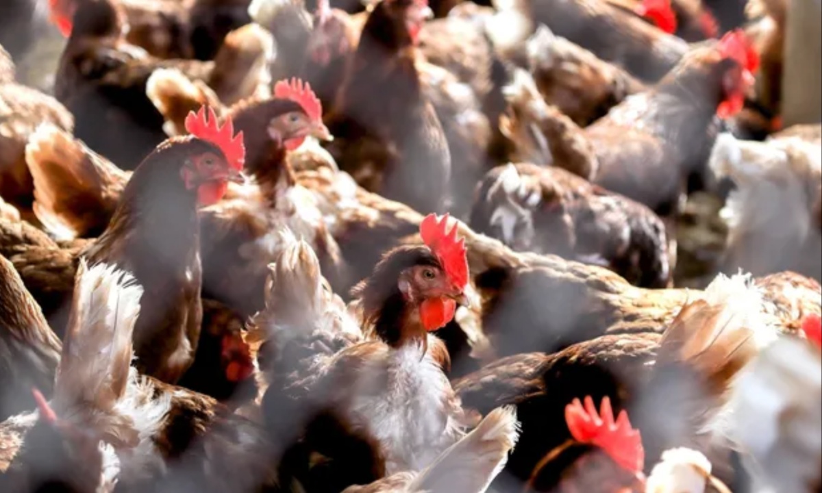 CDC Updates on Human H5 Avian Flu Case as Household Contact Shows Symptoms and Virus Sequencing Reveals New Mutations