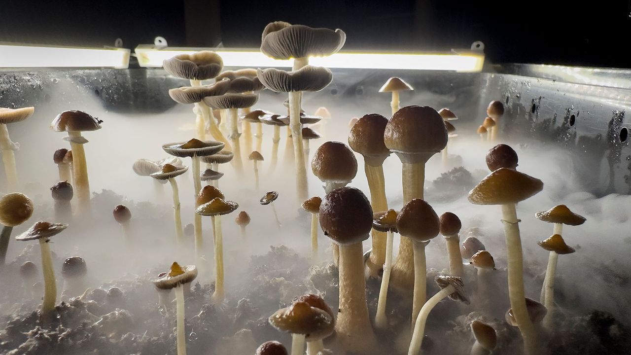 FDA's Potential Psilocybin Approval May Open New Avenues for Depression Treatment With Millions Potentially Eligible