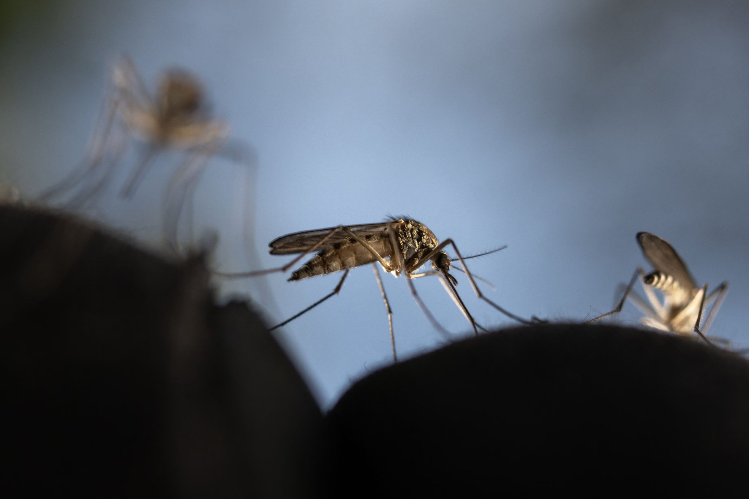 New Hampshire Man in Critical Condition from Three Mosquito-Borne Viruses, Family Urges Awareness