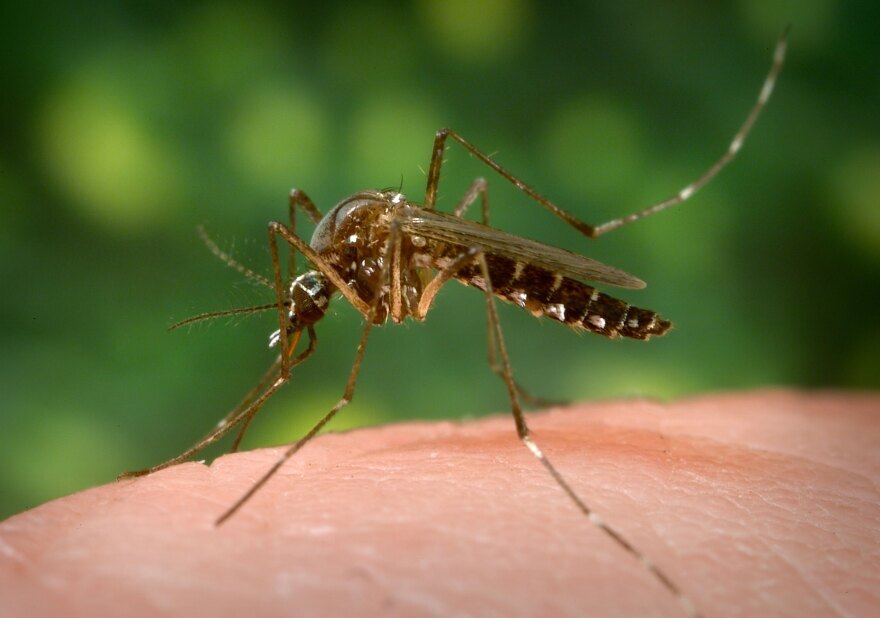 New York Intensifies Mosquito Control After First Eastern Equine Encephalitis Death Since 2015