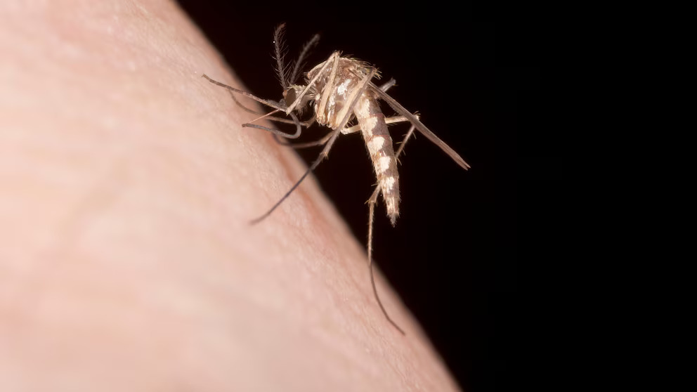 New York Intensifies Mosquito Control After First Eastern Equine Encephalitis Death Since 2015