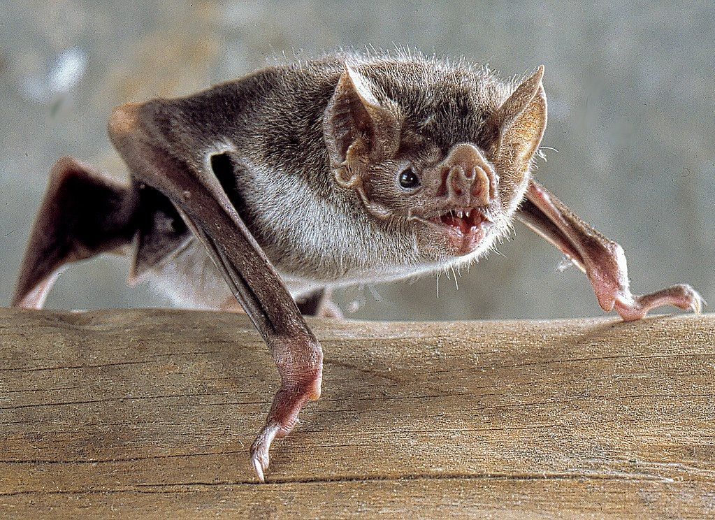 Rare Rabies Fatality in Minnesota Highlights Dangers of Bat Exposure and Need for Timely Prevention