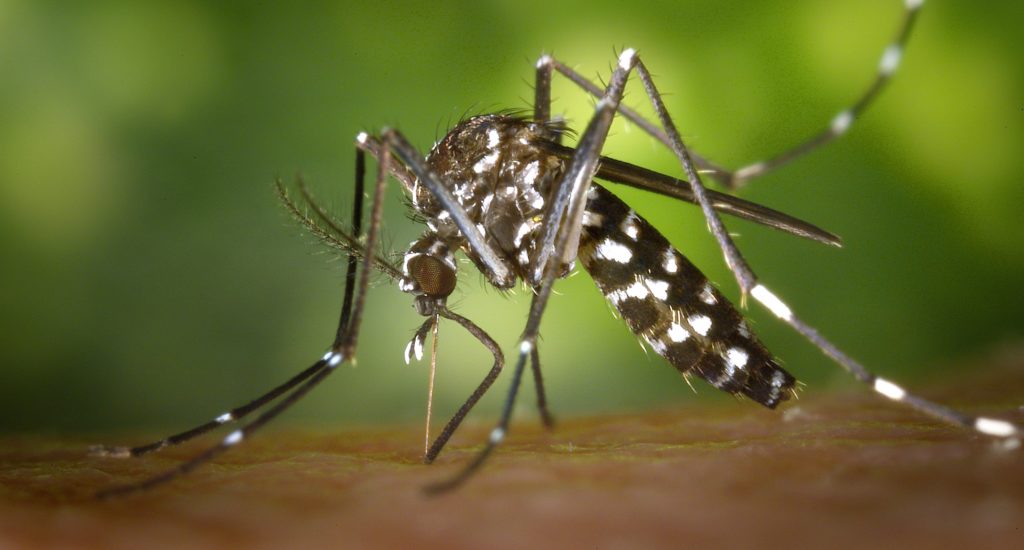 Warming Climates and Pollution Fuel the Rise of Mosquito-Borne Diseases Across the United States