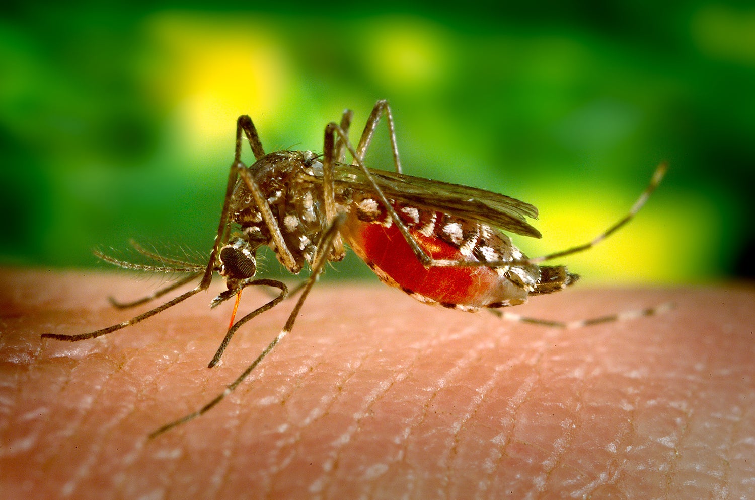 Warming Climates and Pollution Fuel the Rise of Mosquito-Borne Diseases Across the United States