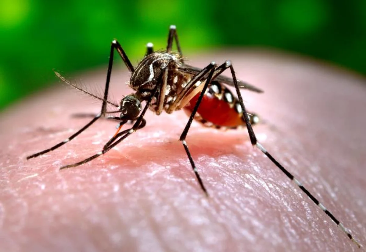 Warming Climates and Pollution Fuel the Rise of Mosquito-Borne Diseases Across the United States