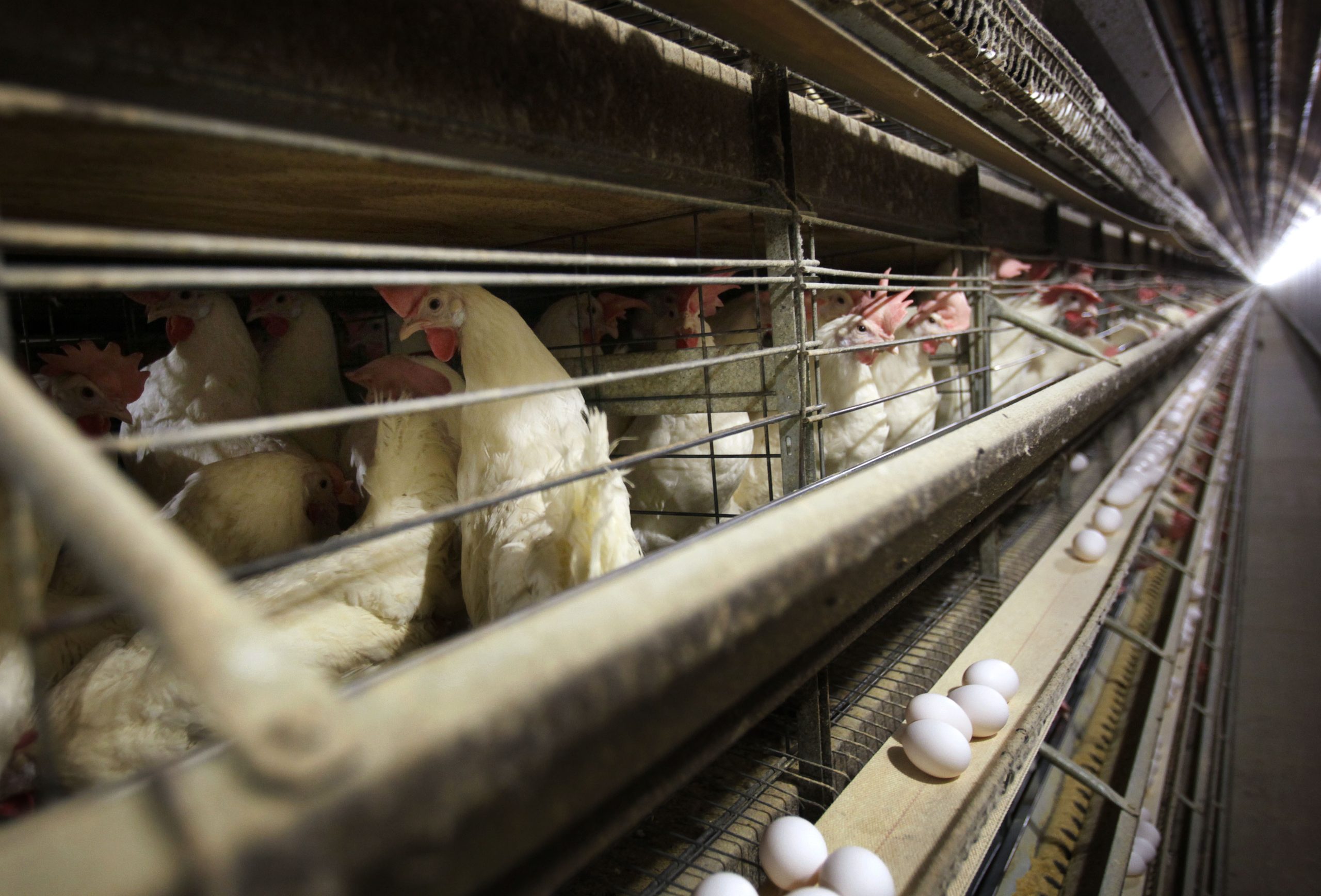 Bird Flu Detected in Washington Agricultural Workers Prompting Concerns of Wider Spread