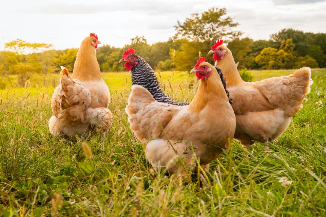 Bird Flu Detected in Washington Agricultural Workers Prompting Concerns of Wider Spread