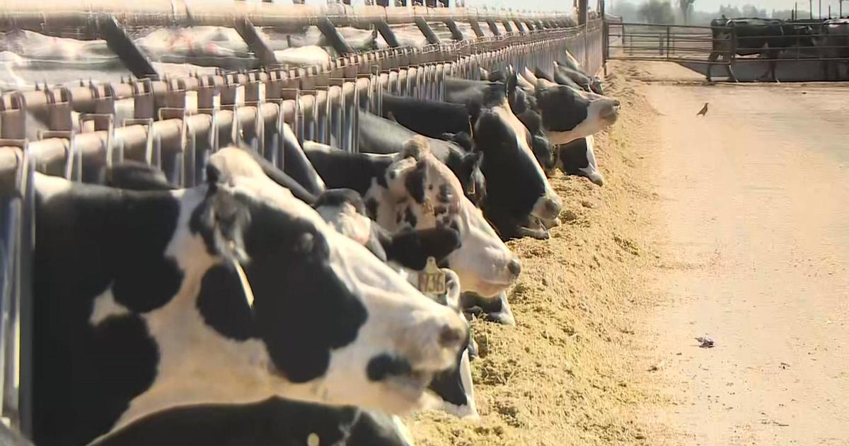 California Faces Growing Bird Flu Outbreak as Infections Spread Among Dairy Cattle, Raising Public Health Concerns