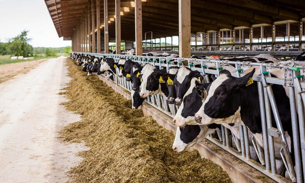 California Faces Growing Bird Flu Outbreak as Infections Spread Among Dairy Cattle, Raising Public Health Concerns