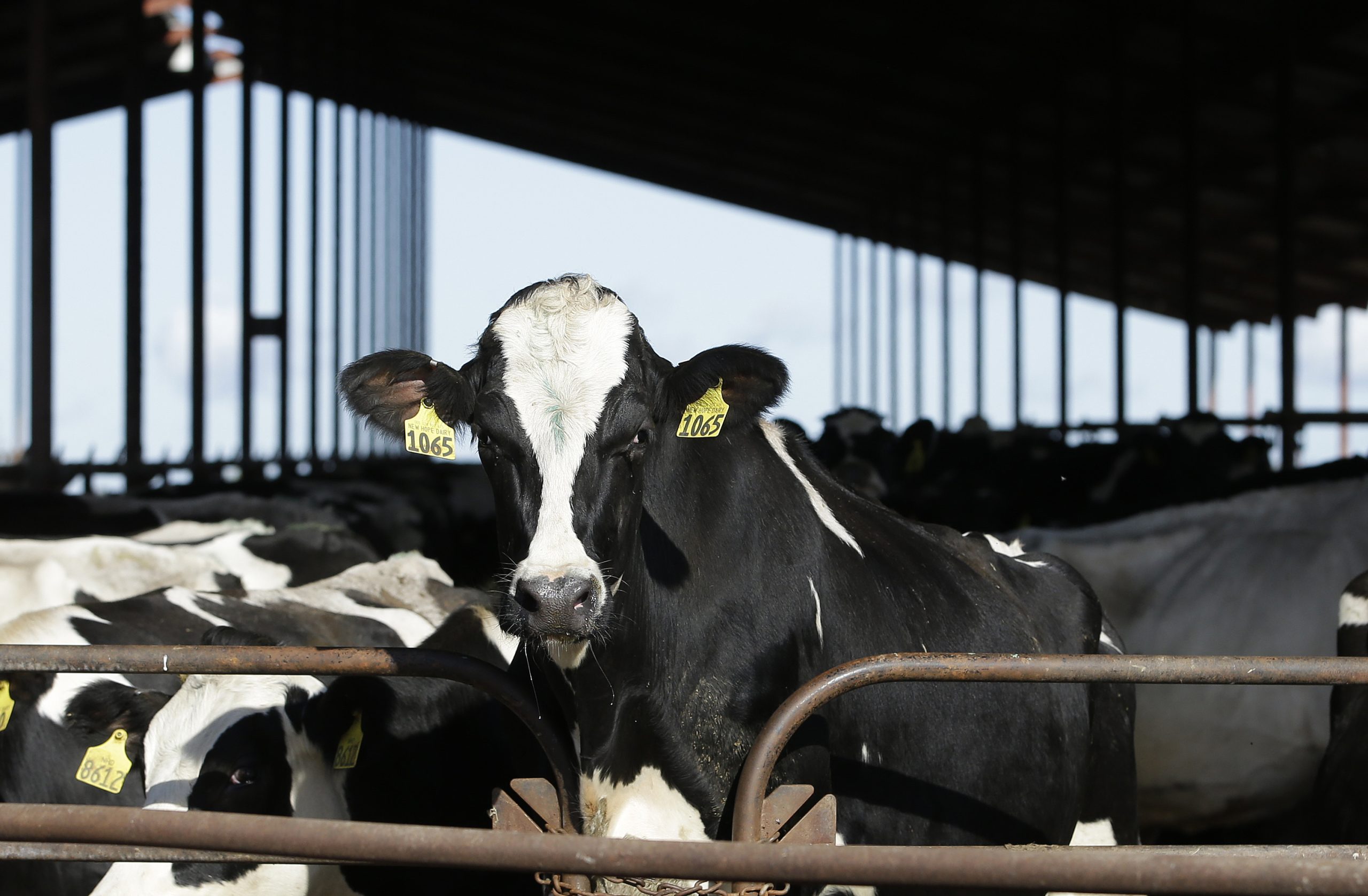 California Grapples with Avian Flu Outbreak Among Dairy Workers as Flu Season Heightens Public Health Concerns