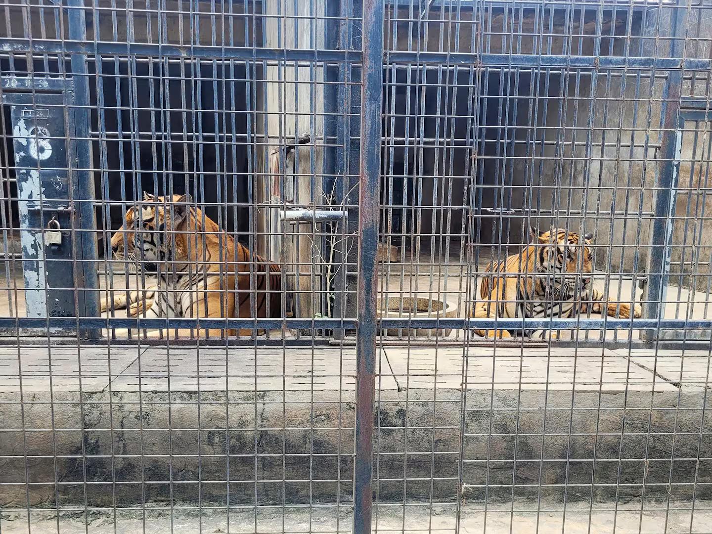 Deadly Bird Flu Outbreak Claims Over a Dozen Tigers at Vietnamese Zoo, Sparking Fears of Zoonotic Spread