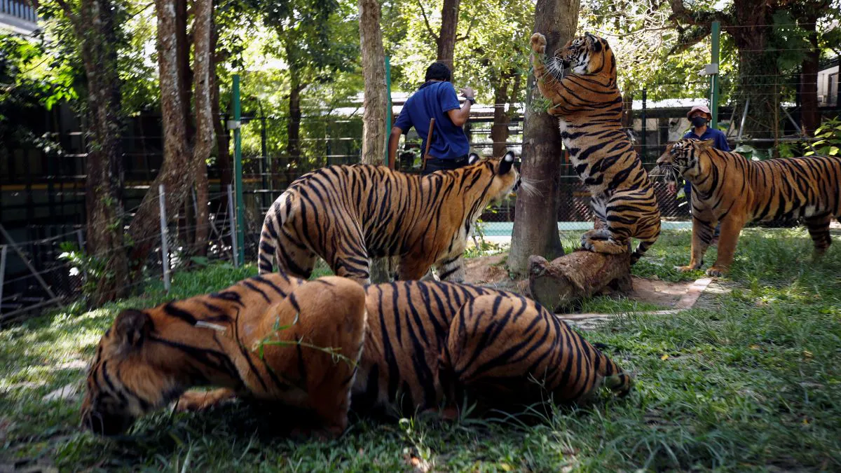 Deadly Bird Flu Outbreak Claims Over a Dozen Tigers at Vietnamese Zoo, Sparking Fears of Zoonotic Spread