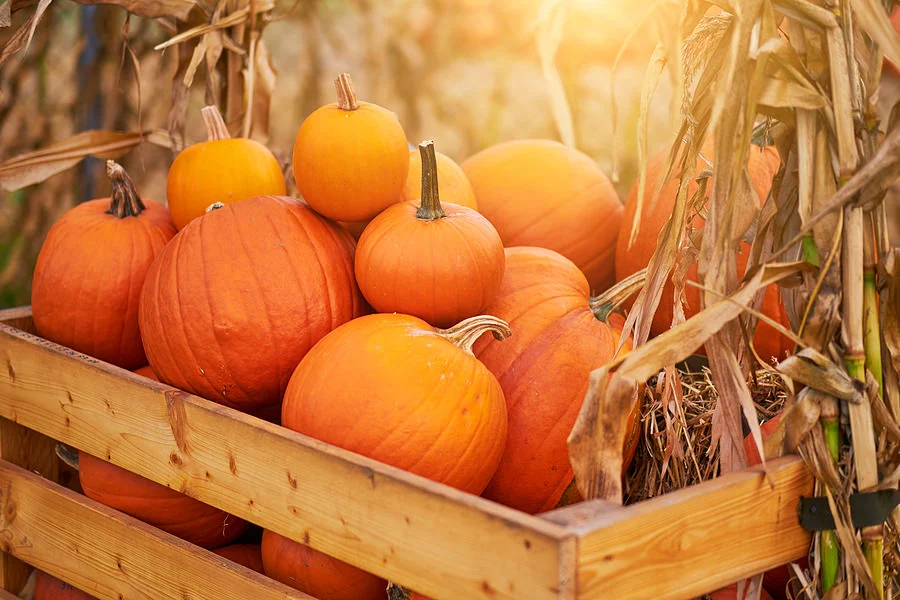 Enhance Your Fall Nutrition by Embracing the Benefits of Pumpkin Seeds This Halloween