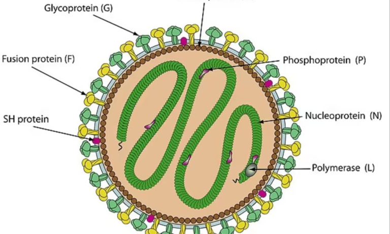 Investigate the Discovery of a New Virus in Florida and Its Potential Threat to Human Health