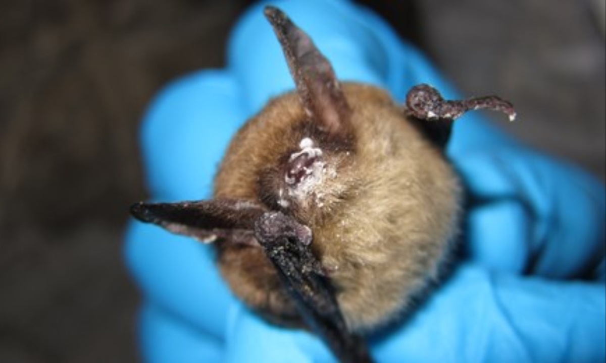 Protect California Bats from White-Nose Syndrome as Dangerous Fungus Emerges