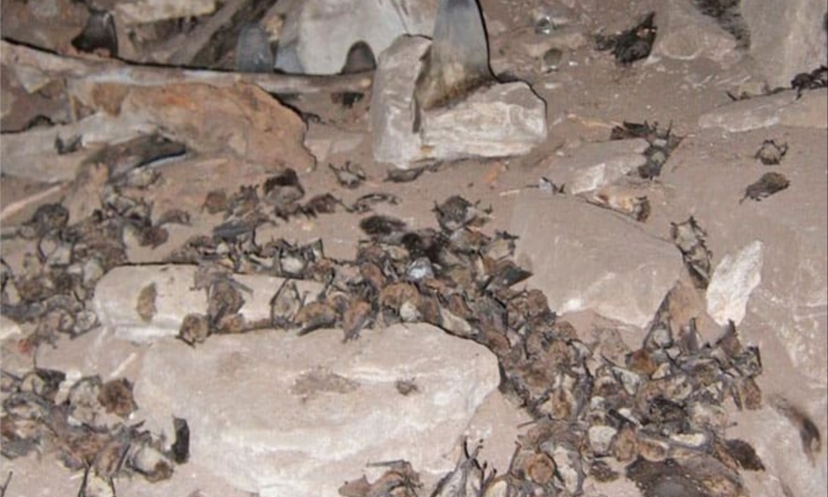 Protect California Bats from White-Nose Syndrome as Dangerous Fungus Emerges