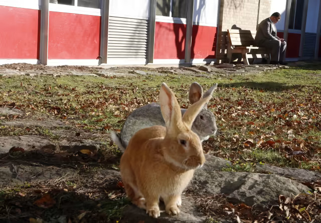 RHDV2 Outbreak Detected in San Juan County Officials Urge Rabbit Owners to Vaccinate Amid Rising Concerns