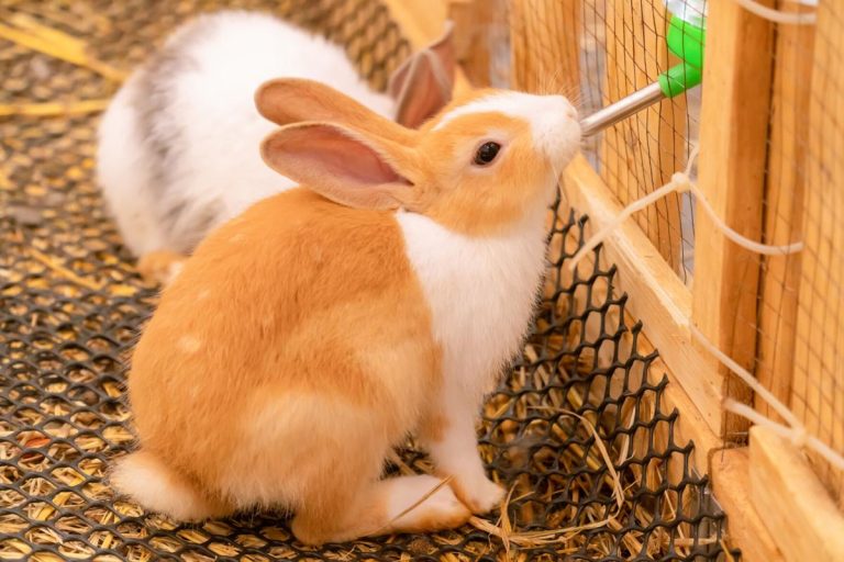 RHDV2 Outbreak Detected in San Juan County Officials Urge Rabbit Owners to Vaccinate Amid Rising Concerns